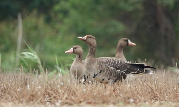 同住地球村，我們是一家人，這些野保動物您見過嗎（2）
