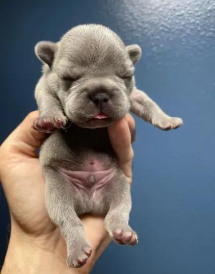 “這狗我不想要了,安樂死了吧!”愛狗可以!養狗,請三思 “這狗我不想要了,安樂死了吧!”愛狗可以!養狗,請三思