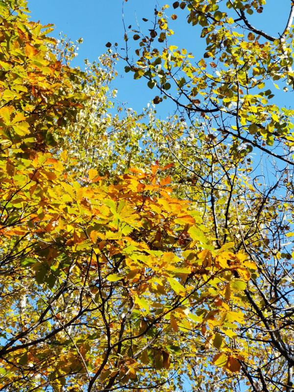 喇叭溝門——秋季賞楓賞白樺 喇叭溝門——秋季賞楓賞白樺