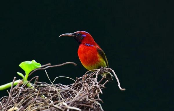 分享圖片,色彩斑斕,美麗無比的太陽鳥 分享圖片,色彩斑斕,美麗無比的太陽鳥