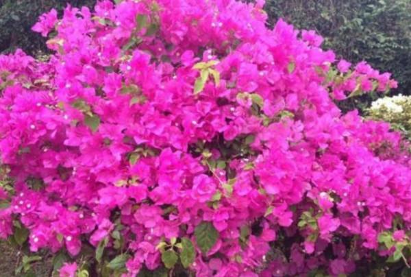 三角梅秋季不開花，按照“2多1控”來養，讓它花苞開滿枝頭