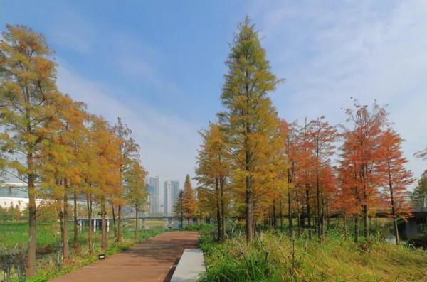 冬日暖陽之下體驗廣東碧道之美