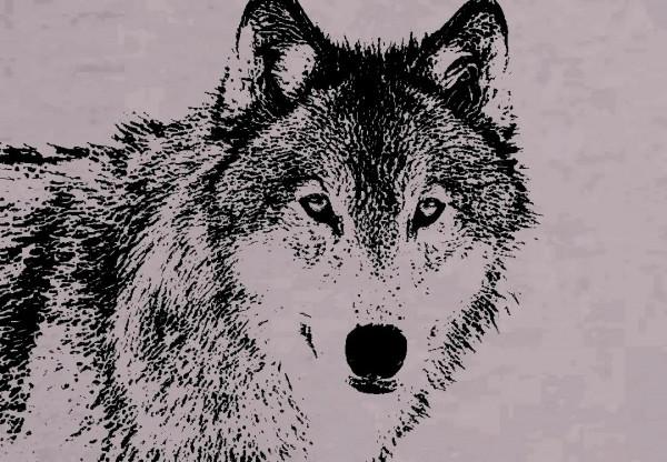 羊群深夜遇襲,母羊獨自引開狼群,望著孩子安全後,縱身跳下懸崖 羊群深夜遇襲,母羊獨自引開狼群,望著孩子安全後,縱身跳下懸崖