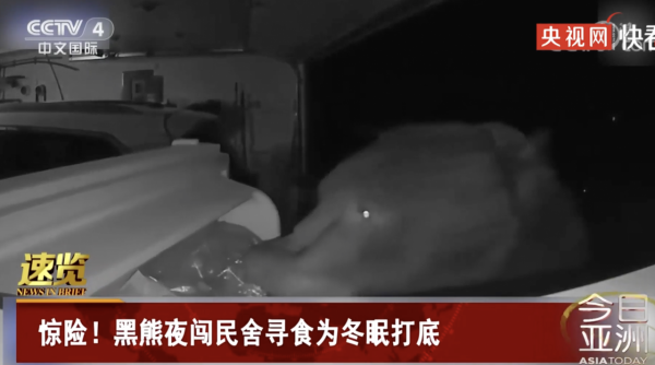 美國一黑熊夜闖民舍開啟冰箱偷吃冷凍肉，還吃光了巧克力