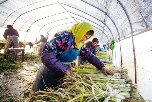 2021新農人回鄉創業，這幾種農作物可以一試，成本低效益高