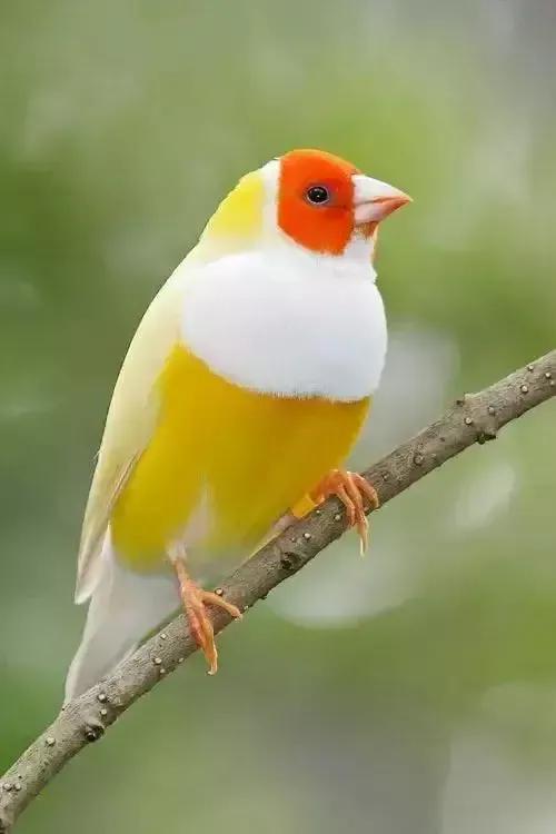 分享圖片&mdash;&mdash;七彩斑斕的小鳥