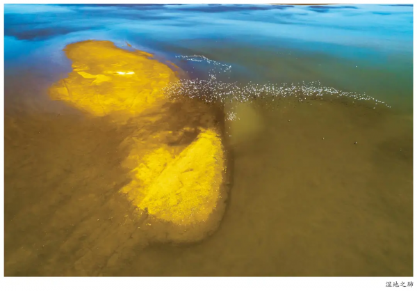 圍觀！省媒報紙整版報道升金湖候鳥