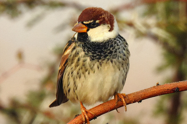 東江攬勝：天天相見不相識，國內五種常見麻雀你能分清嗎？