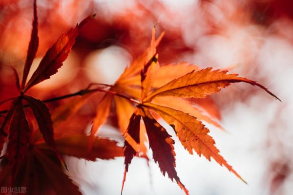 園林植物色彩的觀賞特性(葉篇) 園林植物色彩的觀賞特性(葉篇)