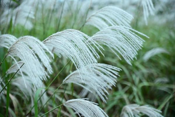 川原秋色靜，蘆葦晚風鳴（之三）