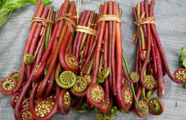 農村常見的野菜，如今翻身都成寶貝啦！你吃過幾種？