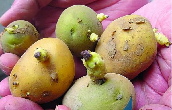 生活中,這些東西不能吃,有劇毒 生活中,這些東西不能吃,有劇毒