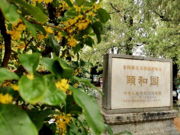 2021中秋佳節 頤和園中賞桂花