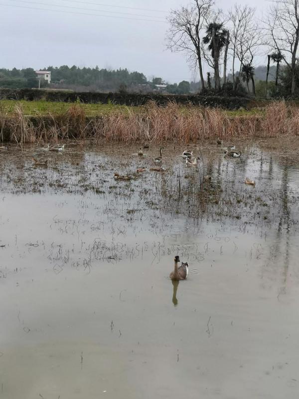 外婆家的可愛鴨鴨