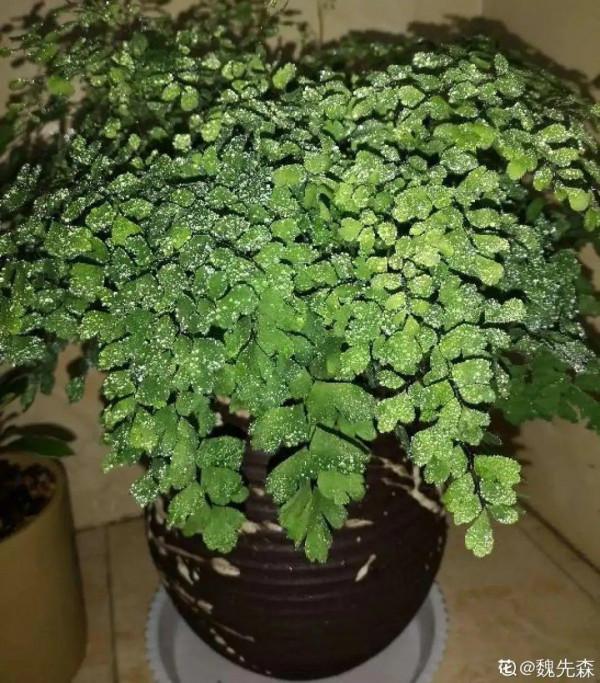 10種“怕曬花”,越曬死越快,半陰地兒反倒長得旺 10種“怕曬花”,越曬死越快,半陰地兒反倒長得旺