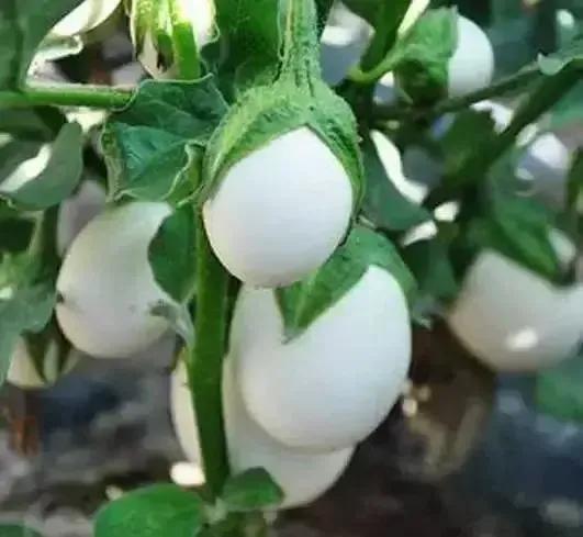 雞蛋長在樹上 雞蛋長在樹上