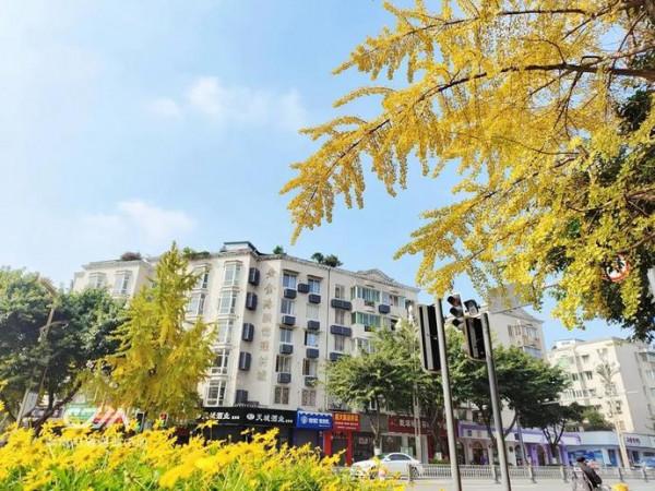 滿城銀杏黃！金燦燦的城區觀賞圖鑑來了