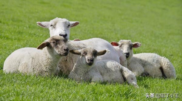 到底是養牛的風險高還是養羊的風險高呢，我來告訴你