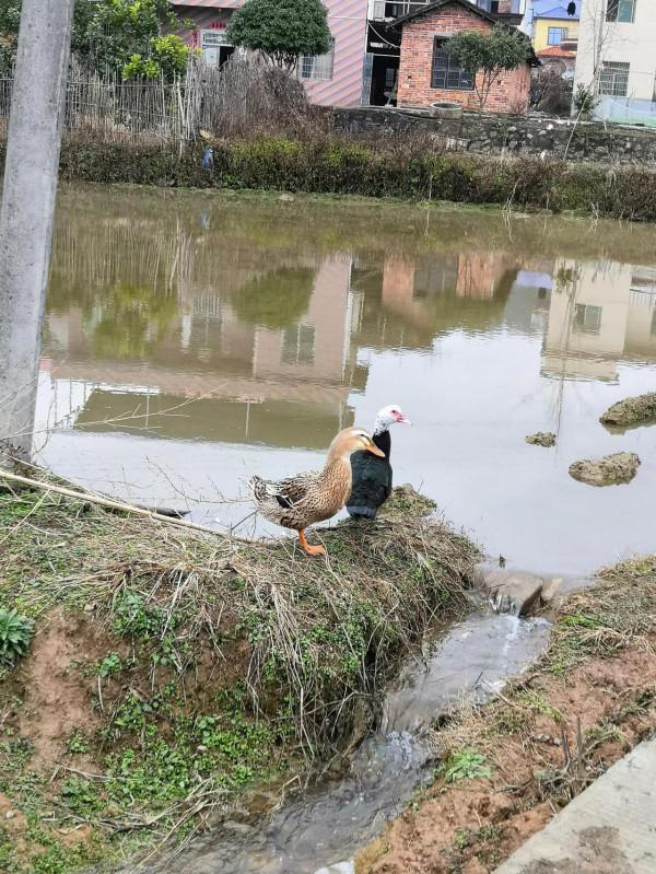 外婆家的可愛鴨鴨