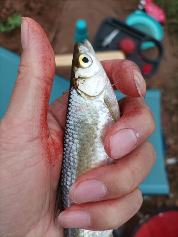 追尋那夢寐以求的大板鯽，結果魚護早已生鏽卡死