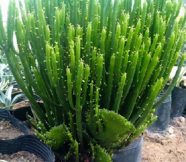 這4種花,2月不用澆,越“澆”死得越快,越“懶”的人越適合養 這4種花,2月不用澆,越“澆”死得越快,越“懶”的人越適合養