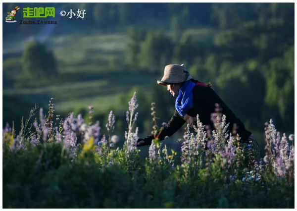 1028名日本人報名遊新疆？新疆顏值實錘了，一年四季，美麗不停歇