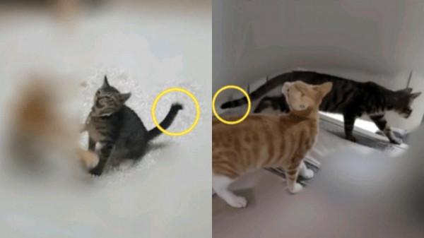 韓國有名感性女演員L某涉嫌遺棄寵物貓，“謊言調包，虛假事實”