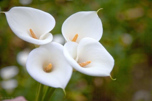 養花總是養不好？3個關於澆水時機的小細節，你知道多少