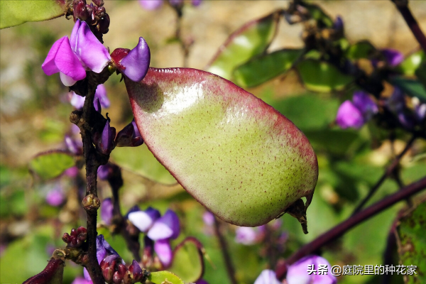 庭院裡不常見但非志怪的藤蔓植物