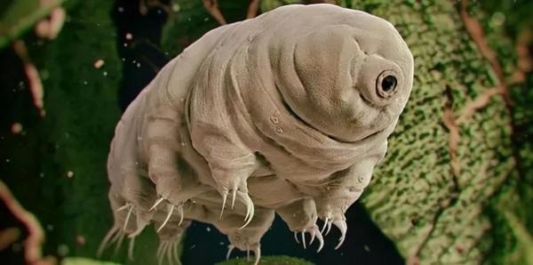 震驚:能在真空和太陽輻射下生存,這真的是地球生物嗎? 震驚:能在真空和太陽輻射下生存,這真的是地球生物嗎?