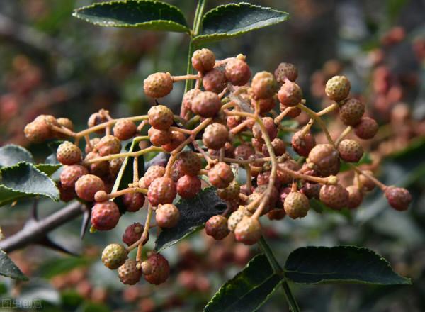伏花椒與秋花椒的味道