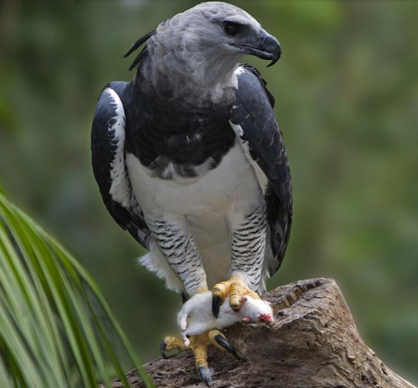 鷹跟雕原來存在這些區別,看完文章你就能分辨了 鷹跟雕原來存在這些區別,看完文章你就能分辨了