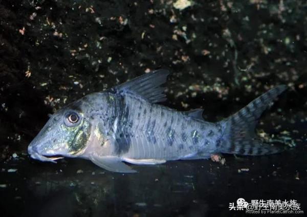 每天認識一種南美魚｜（73）奧西斯鼠