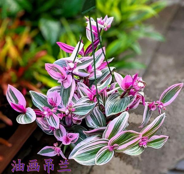 6種&OpenCurlyDoubleQuote;網紅花&rdquo;，喜歡可以買，顏值高，價格實惠，看著就&OpenCurlyDoubleQuote;歡喜&rdquo;