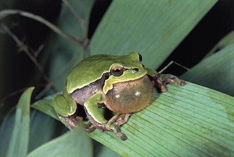 小小的蛙為什麼有大嗓門？