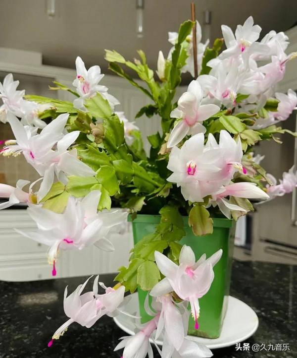 分享——美麗動人的蟹爪蘭