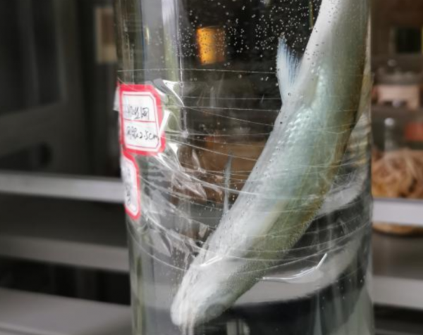 禁漁十年好！長江銷聲匿跡多年的“䲘”頻頻出水，白暨豚有救了？