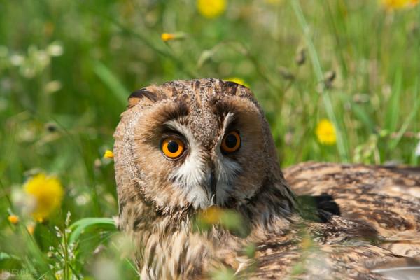 憨叔聊齋，貓頭鷹和剃頭鼠兄妹的逆戀之謎