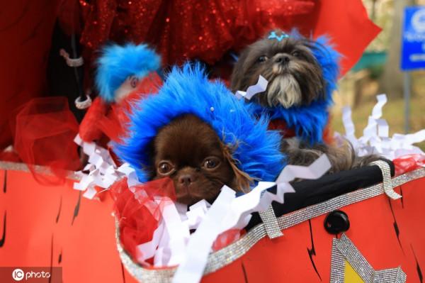 美國紐約迎來萬聖節 可愛狗狗上演時裝秀
