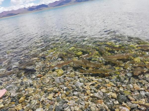 西藏羊卓雍措裡的魚，多達8億公斤，為什麼無人敢吃？