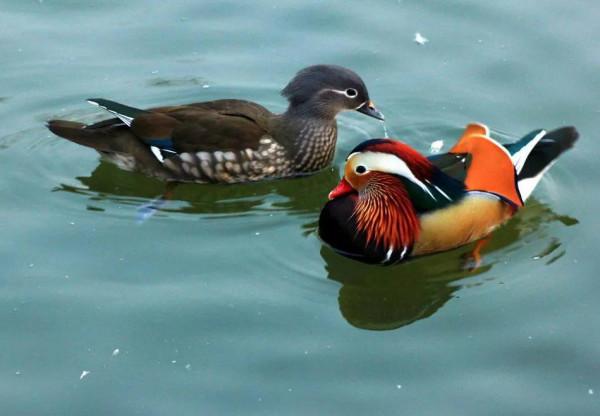分享圖片一一比翼雙飛鳥