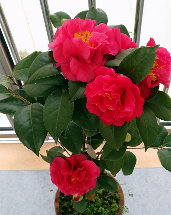 6種漂亮花，特別愛“吃醋”10天吃一杯，葉子油綠，花苞咕嚕嚕冒