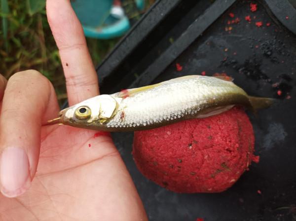 庫釣時被李大爺“欺騙”,釣了兩條鯽魚撿了兩枚鴨蛋,白條倒是連竿了 庫釣時被李大爺“欺騙”,釣了兩條鯽魚撿了兩枚鴨蛋,白條倒是連竿了