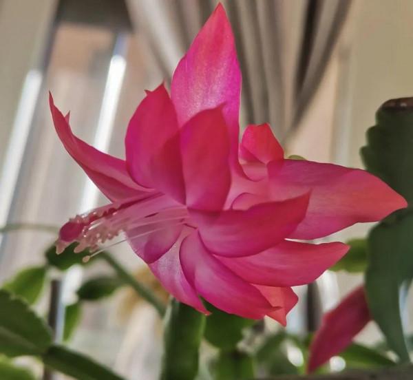 6種花超好養，新人都能學會的養護技巧，看這篇就夠了