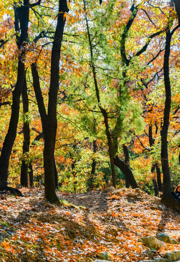 入冬了,這裡也終於到了最美的時候! 入冬了,這裡也終於到了最美的時候!