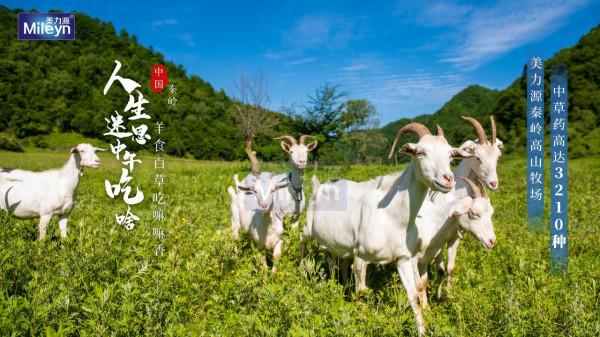 奶山羊的生活,我真的羨慕了 奶山羊的生活,我真的羨慕了