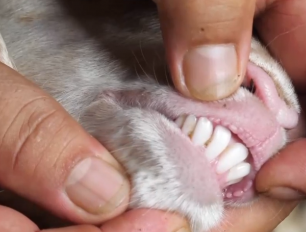 他養的羊被人搶著收購,牛比別人多賣三千元,18年銷售額五千萬元 他養的羊被人搶著收購,牛比別人多賣三千元,18年銷售額五千萬元