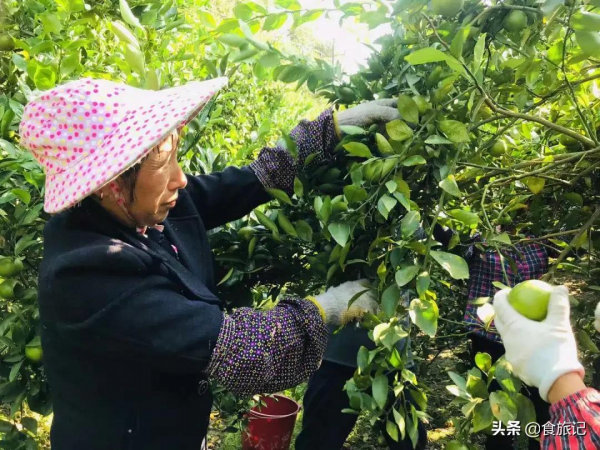 沒想到這麼不起眼的綠皮柑，口感竟然這麼神仙