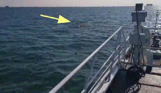 罕見！禁漁1年，長江流域驚現“江豬”為什麼“江豬”如此罕見？