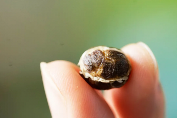 如果你正在吃補品,可要長點心了 如果你正在吃補品,可要長點心了